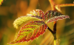 “绿美广东”研学线路:绿美花谷：育好一株花